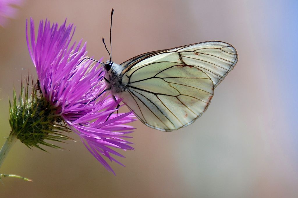 Aporia crataegi (Linnaeus, 1758)